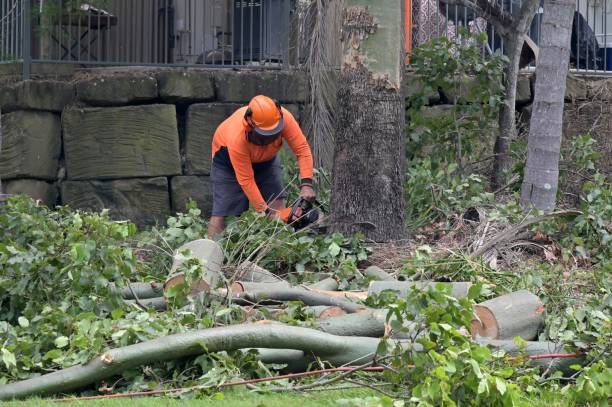 How Our Tree Care Process Works  in  Willard, MO